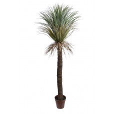 Wild Yucca Palmboom in Pot 190 cm